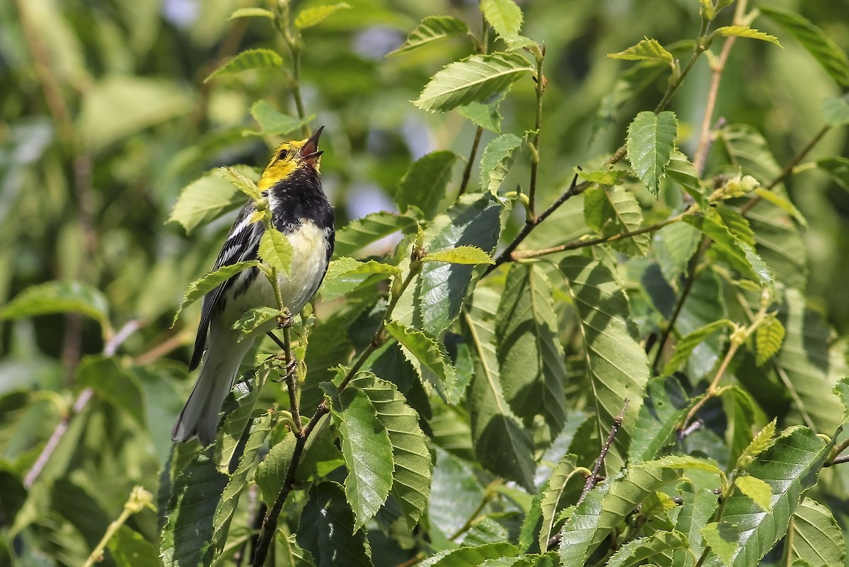 Black-throated Green Warbler - ML615893078
