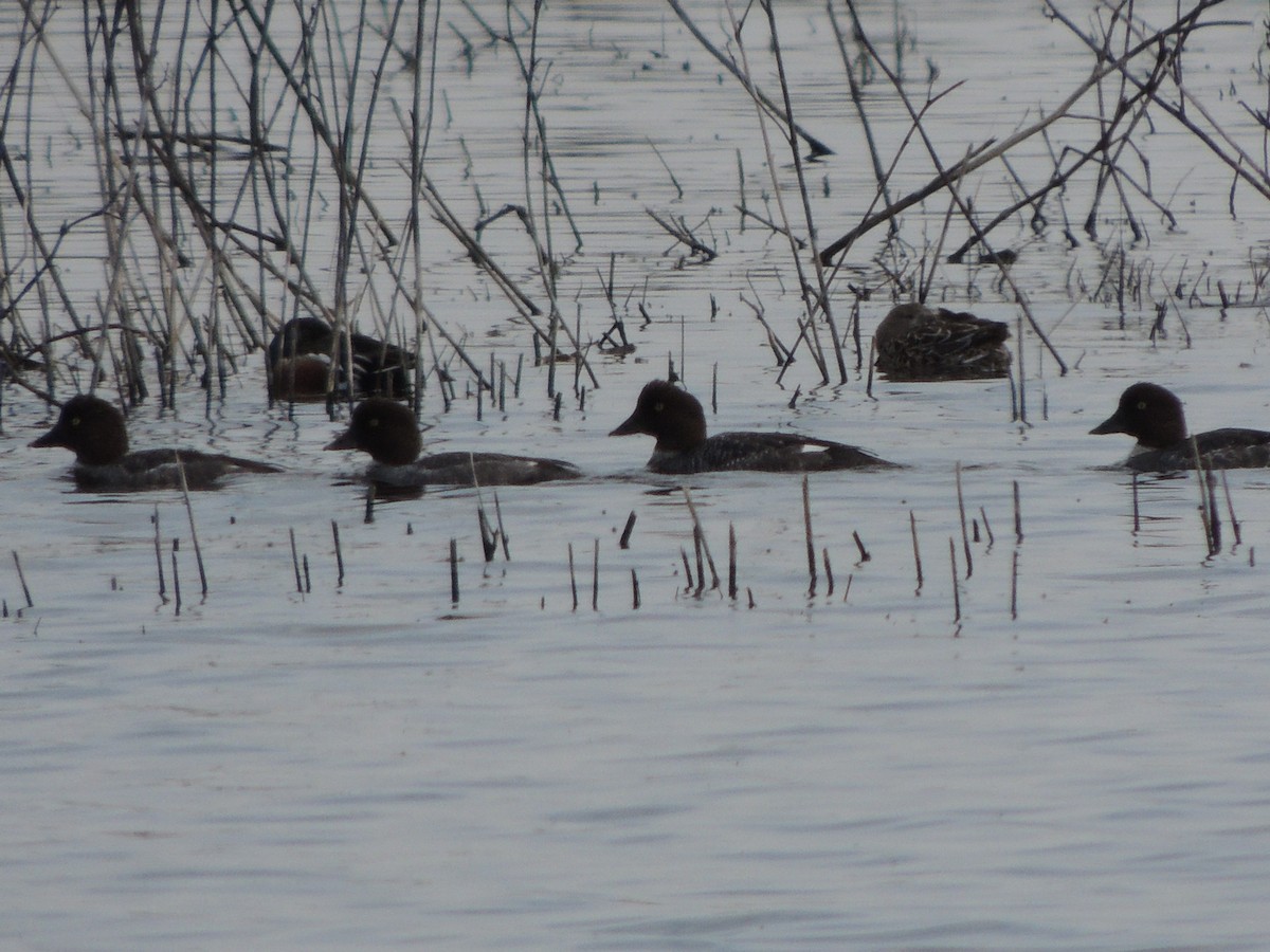 Common Goldeneye - ML615893124