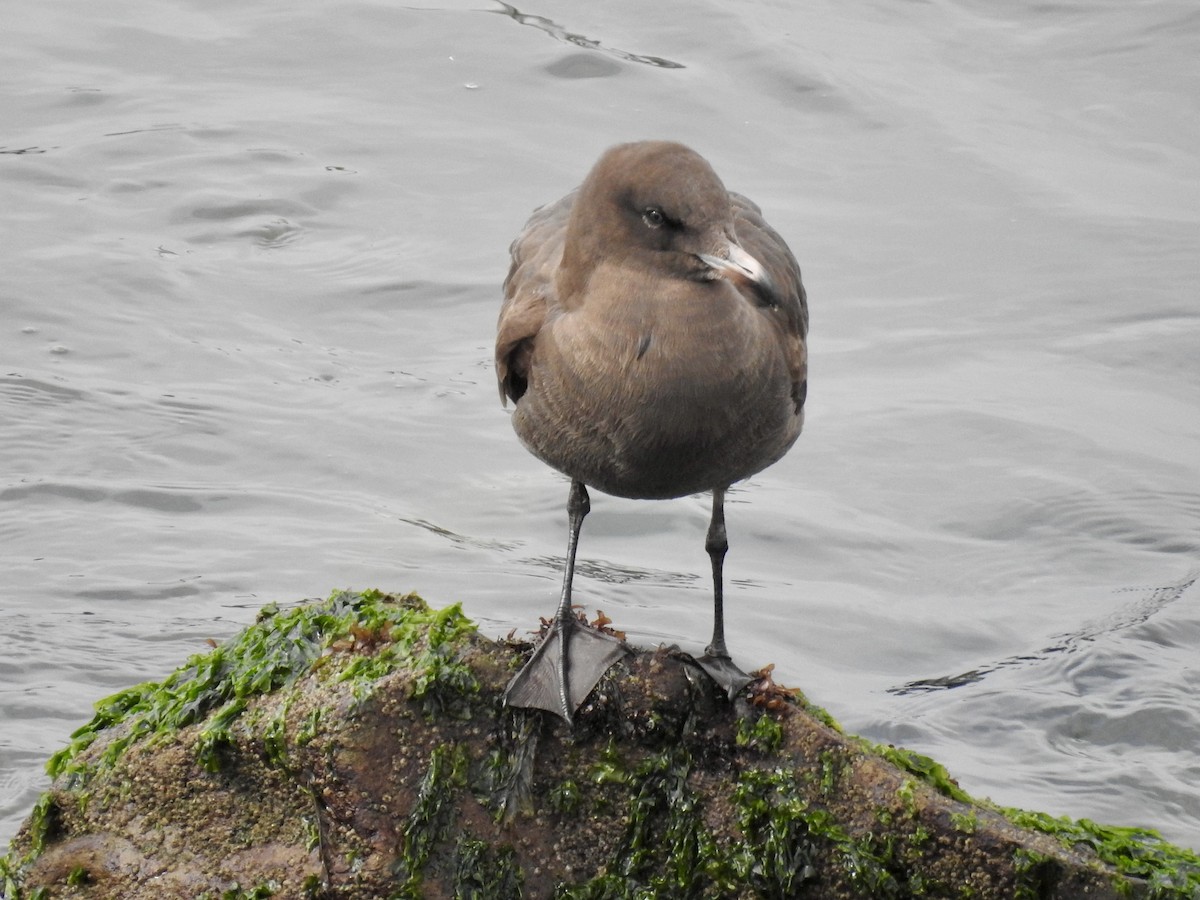 Heermann's Gull - Erin Holle