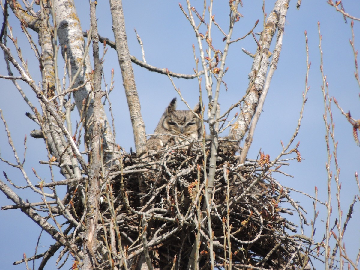 Great Horned Owl - Mindy Smith