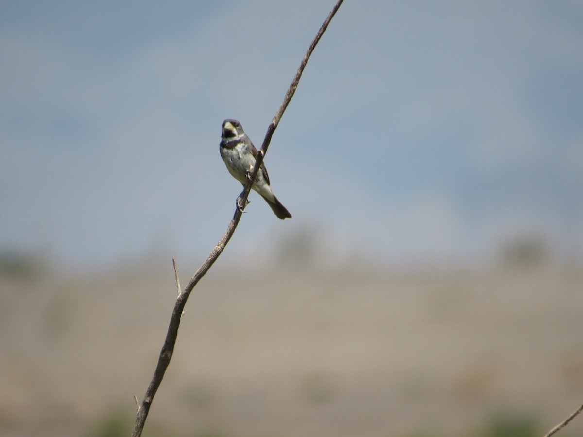 Double-collared Seedeater - ML615893228