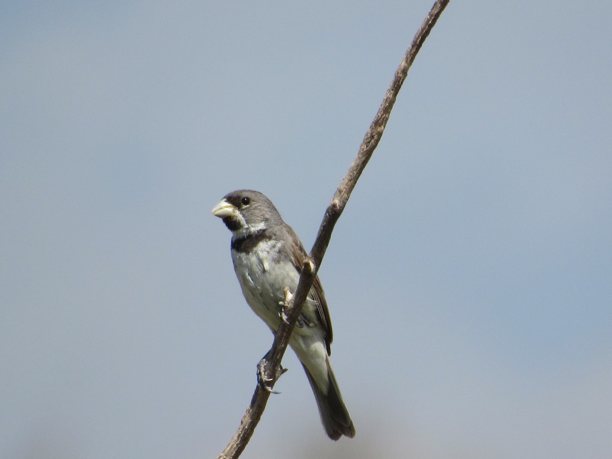 Double-collared Seedeater - ML615893230