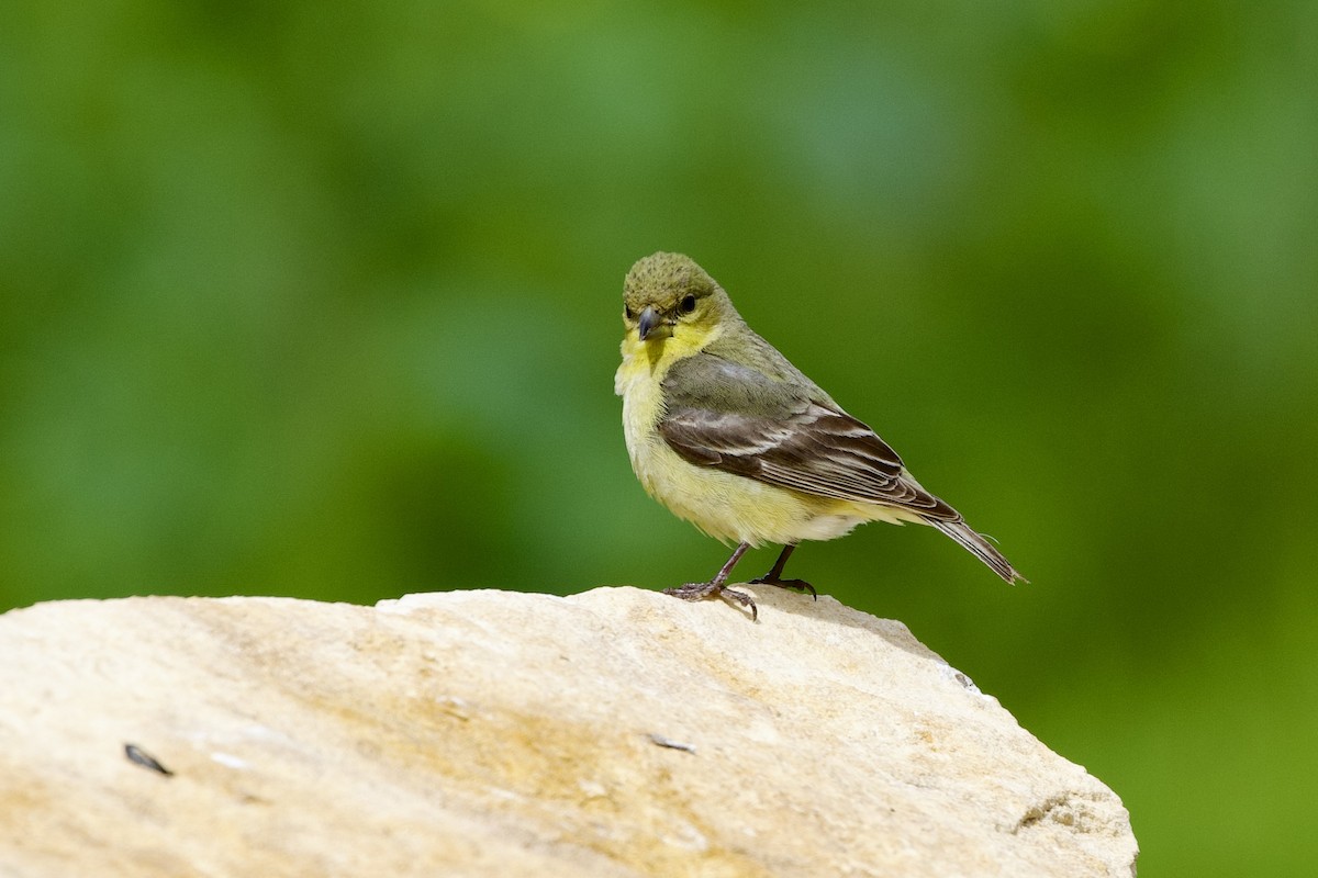 Lesser Goldfinch - ML615893232