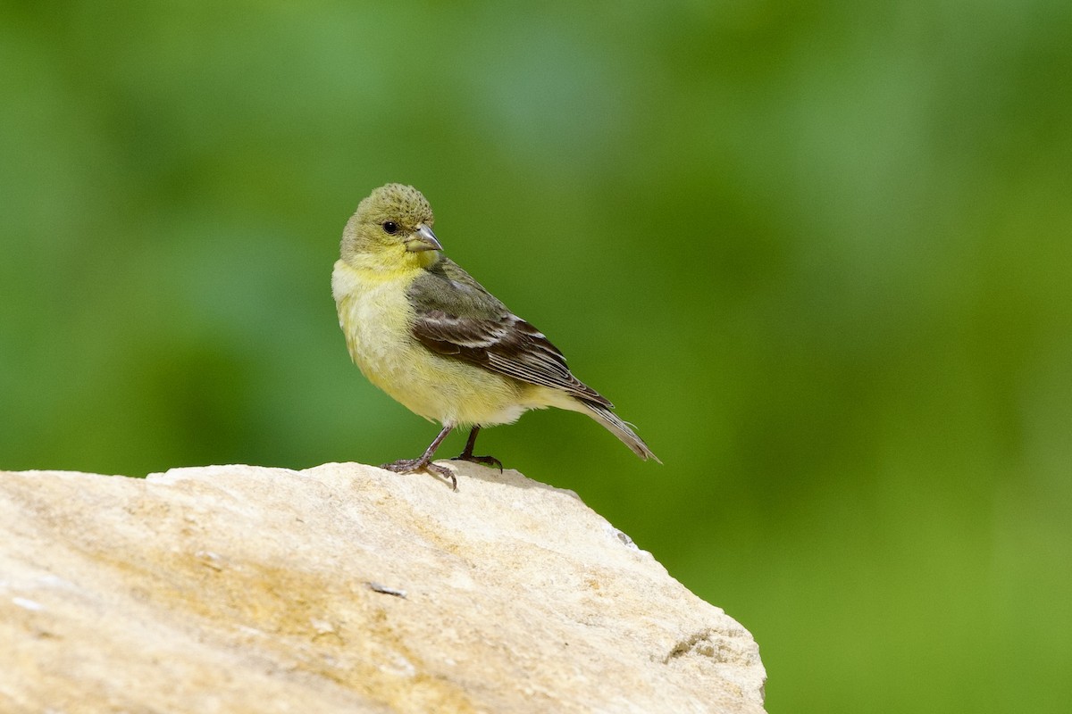 Lesser Goldfinch - ML615893233