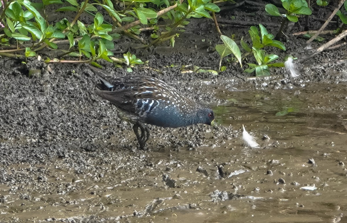 Australian Crake - ML615893249