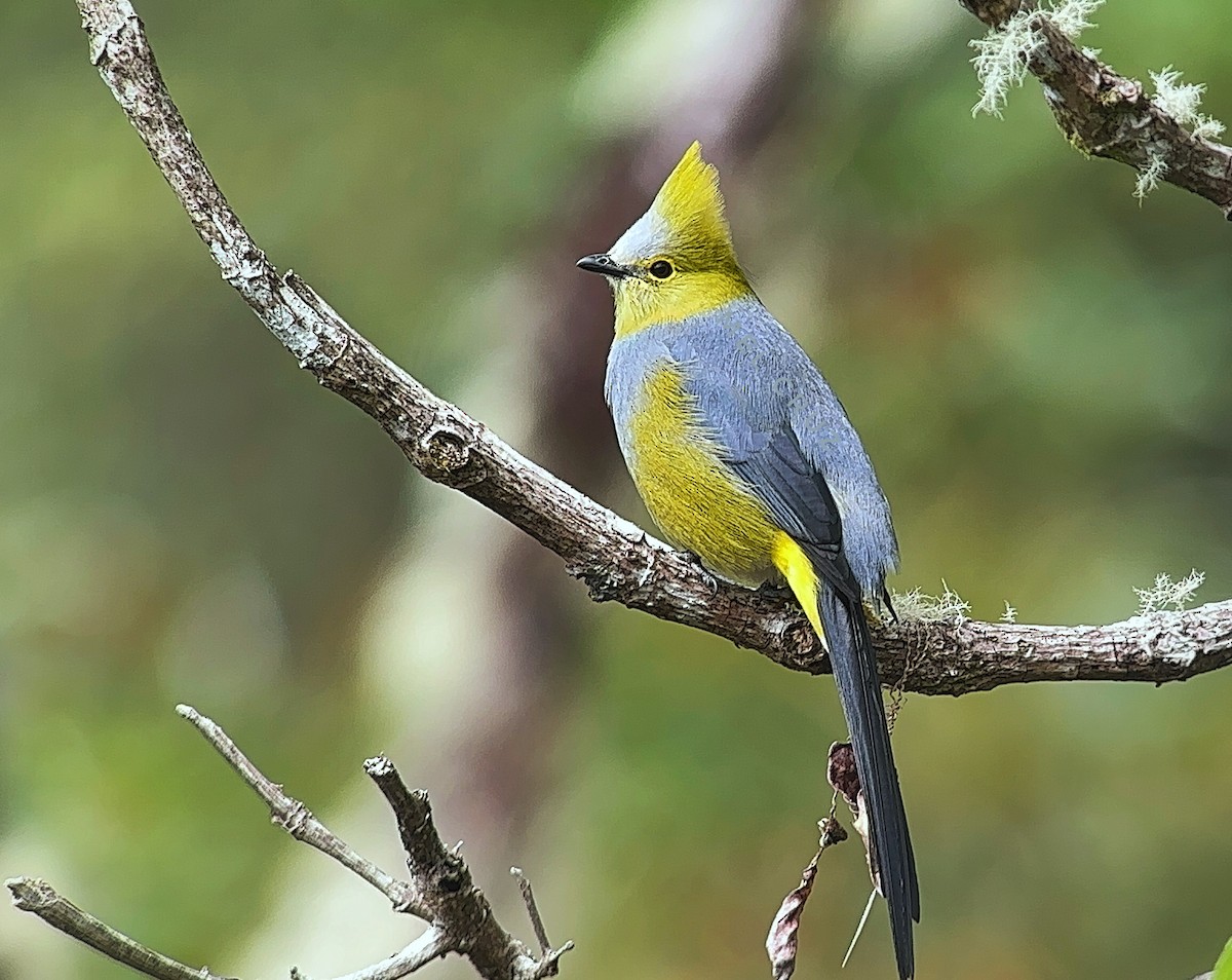 Long-tailed Silky-flycatcher - ML615893253