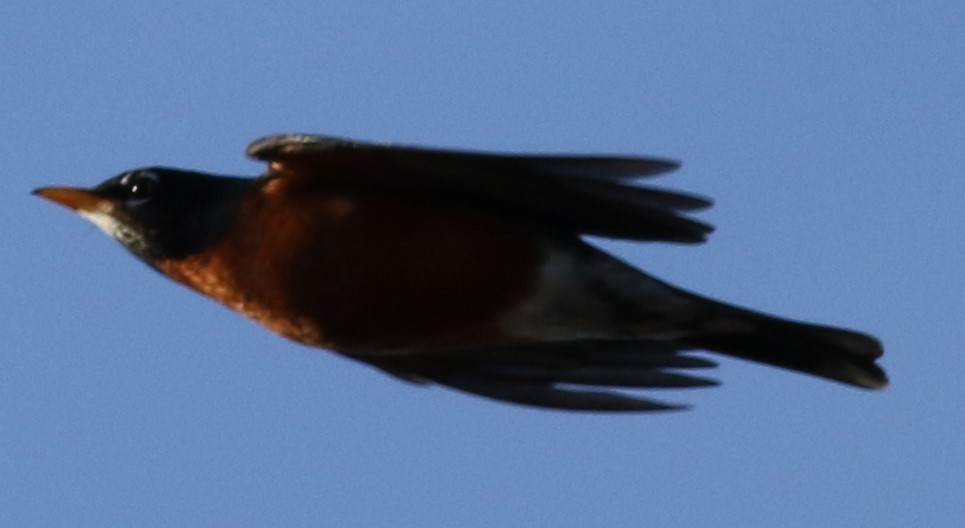 American Robin - ML615893352