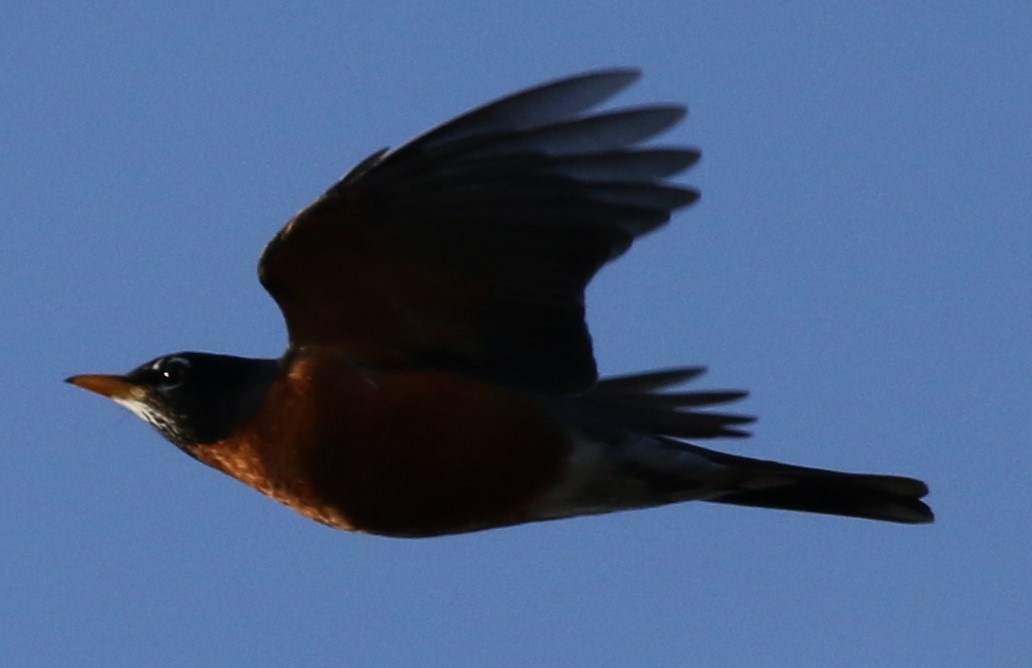 American Robin - ML615893353