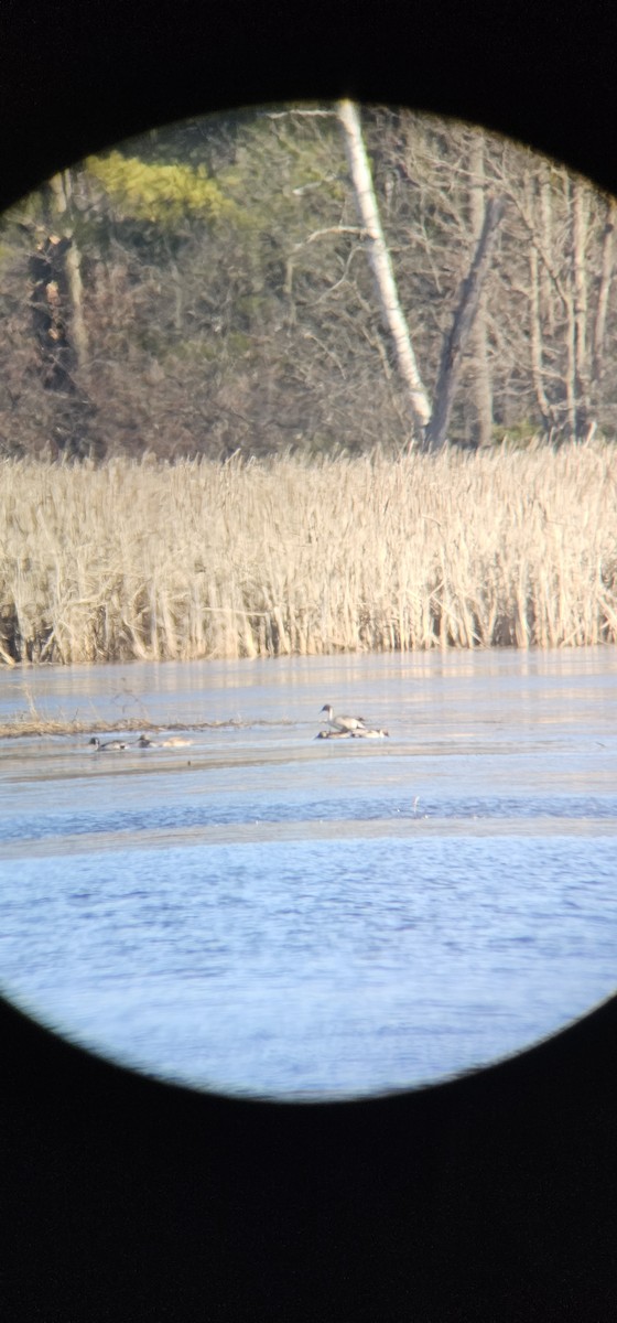 Northern Pintail - ML615893357