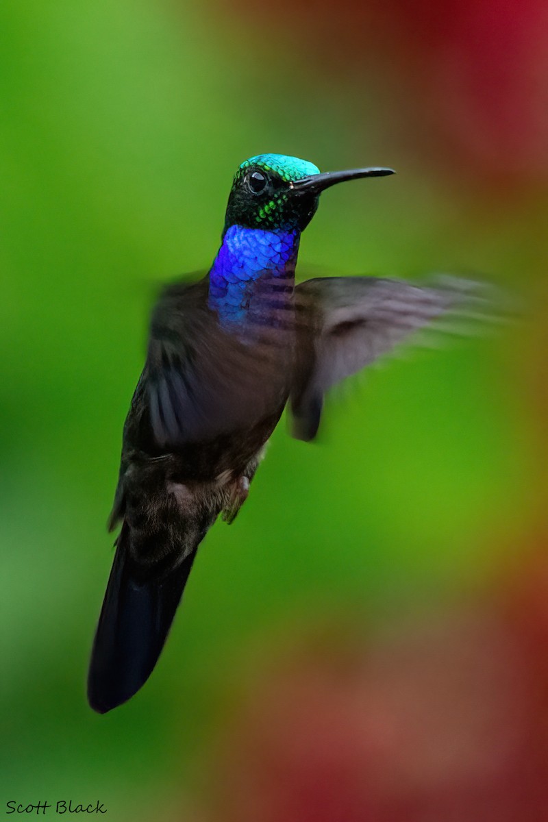 kolibřík naposký - ML615893404