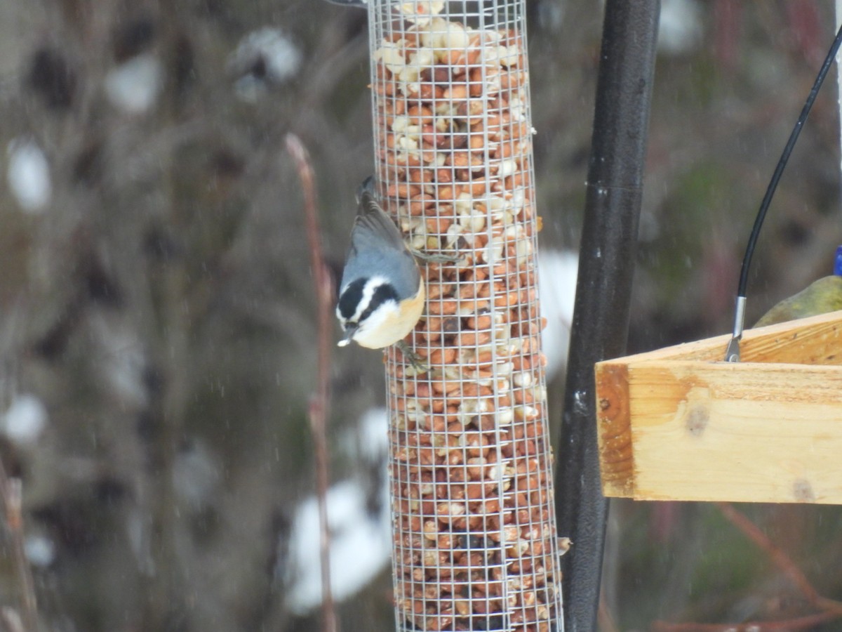 Red-breasted Nuthatch - ML615893409