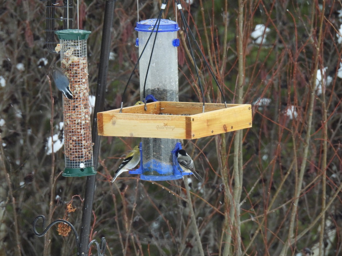 Red-breasted Nuthatch - ML615893410