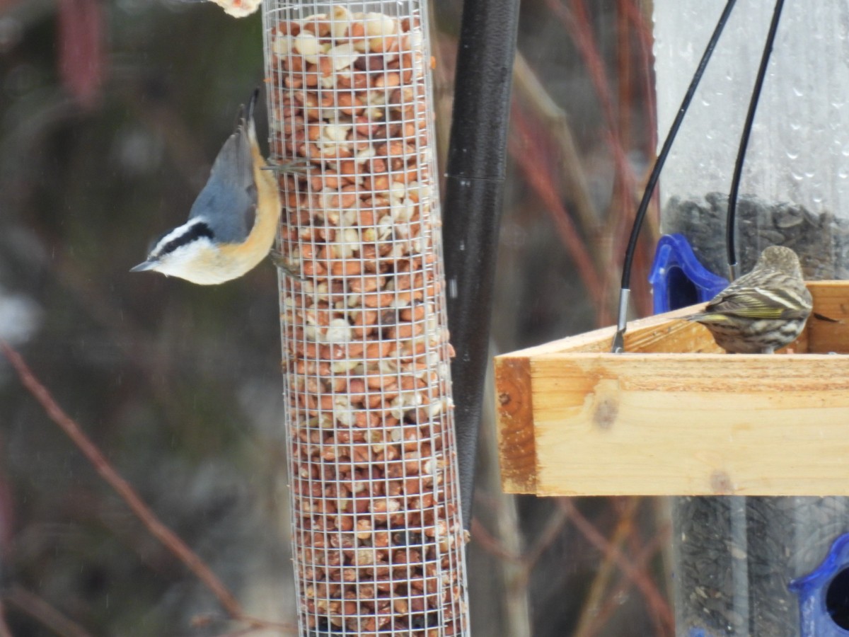 Red-breasted Nuthatch - ML615893414