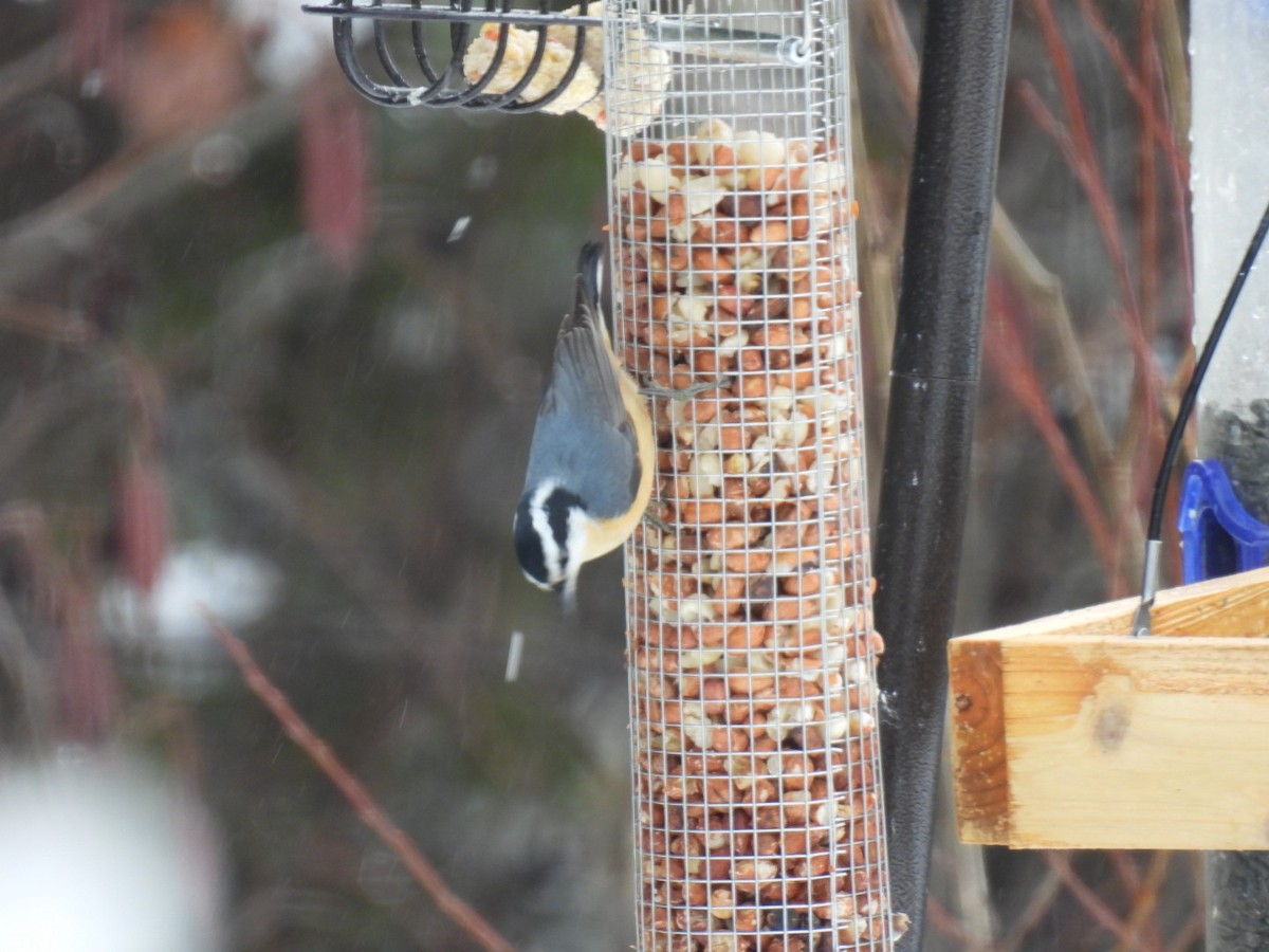 Red-breasted Nuthatch - ML615893415
