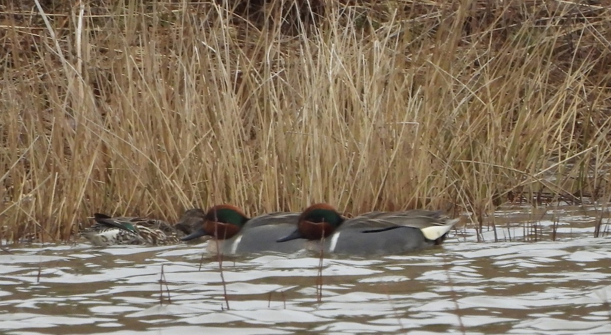 Green-winged Teal - ML615893499
