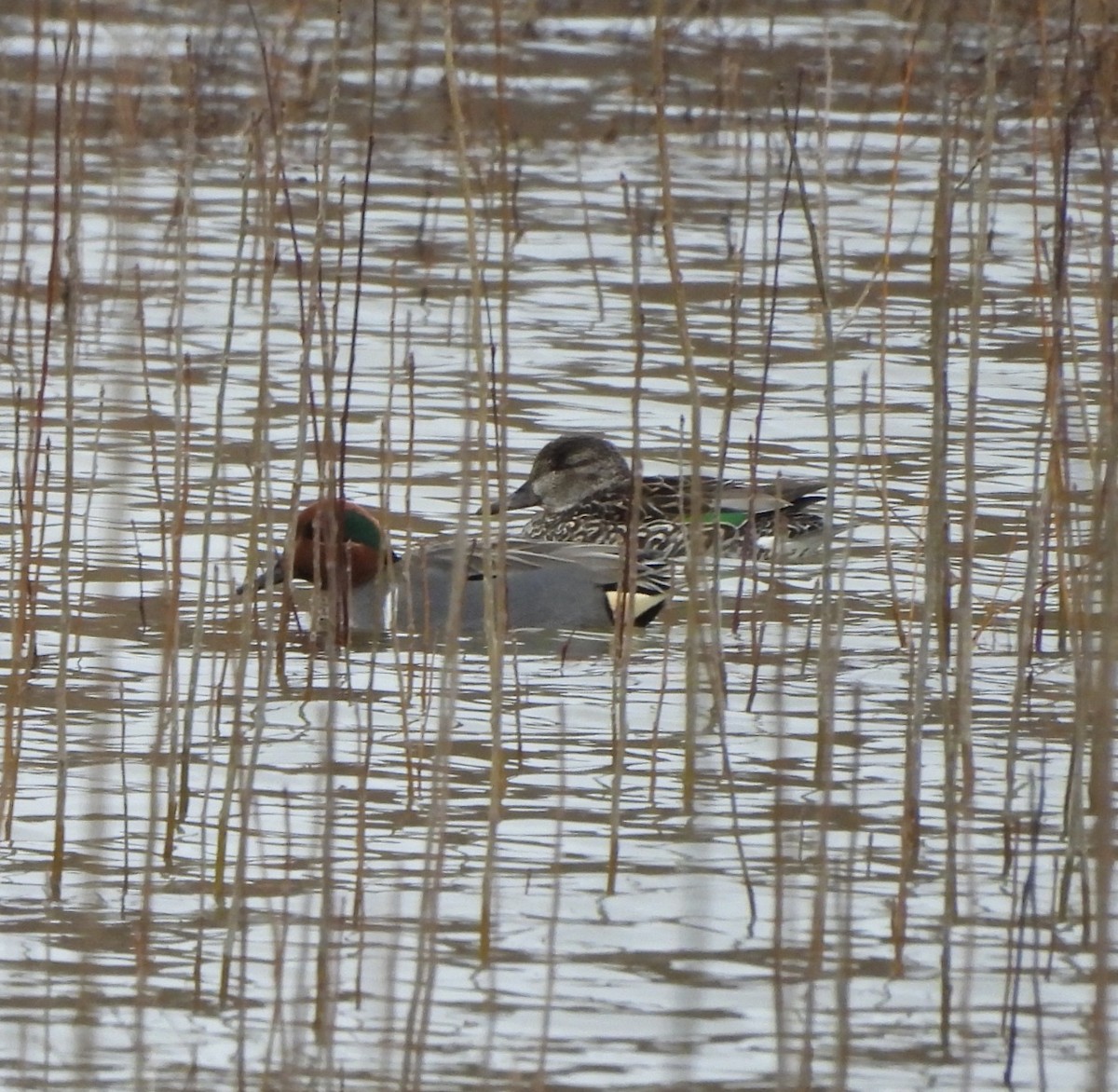 Green-winged Teal - ML615893500