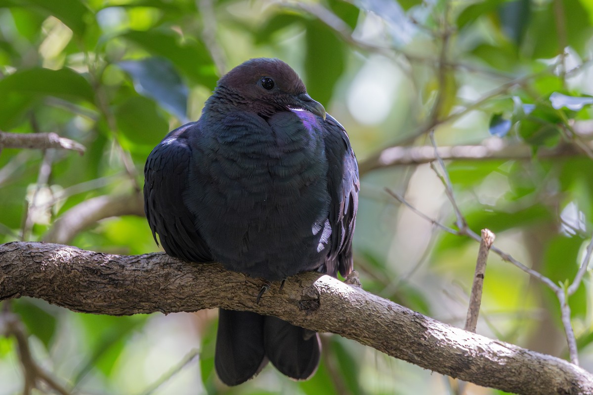 Black Wood-Pigeon - ML615893532