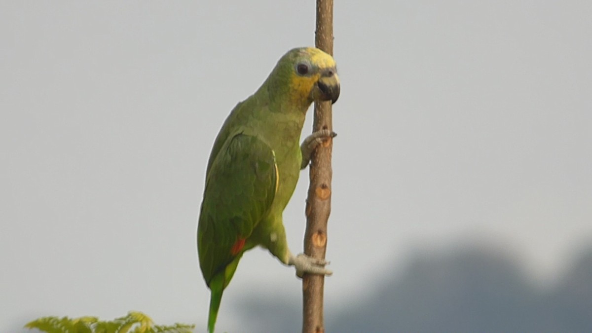 Orange-winged Parrot - ML615893547