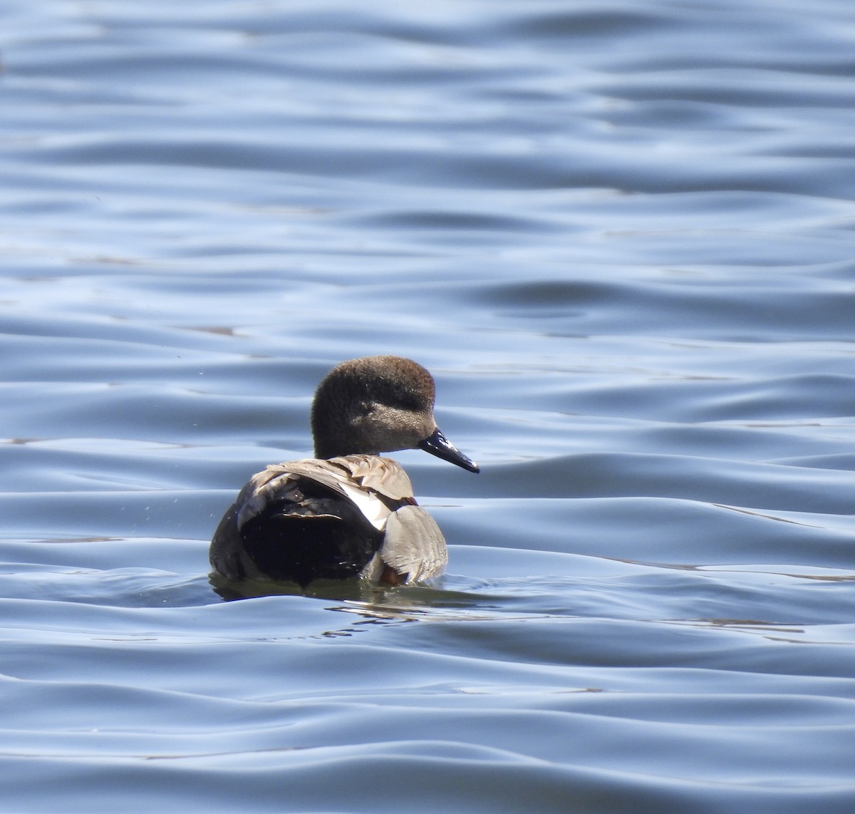 Canard chipeau - ML615893566