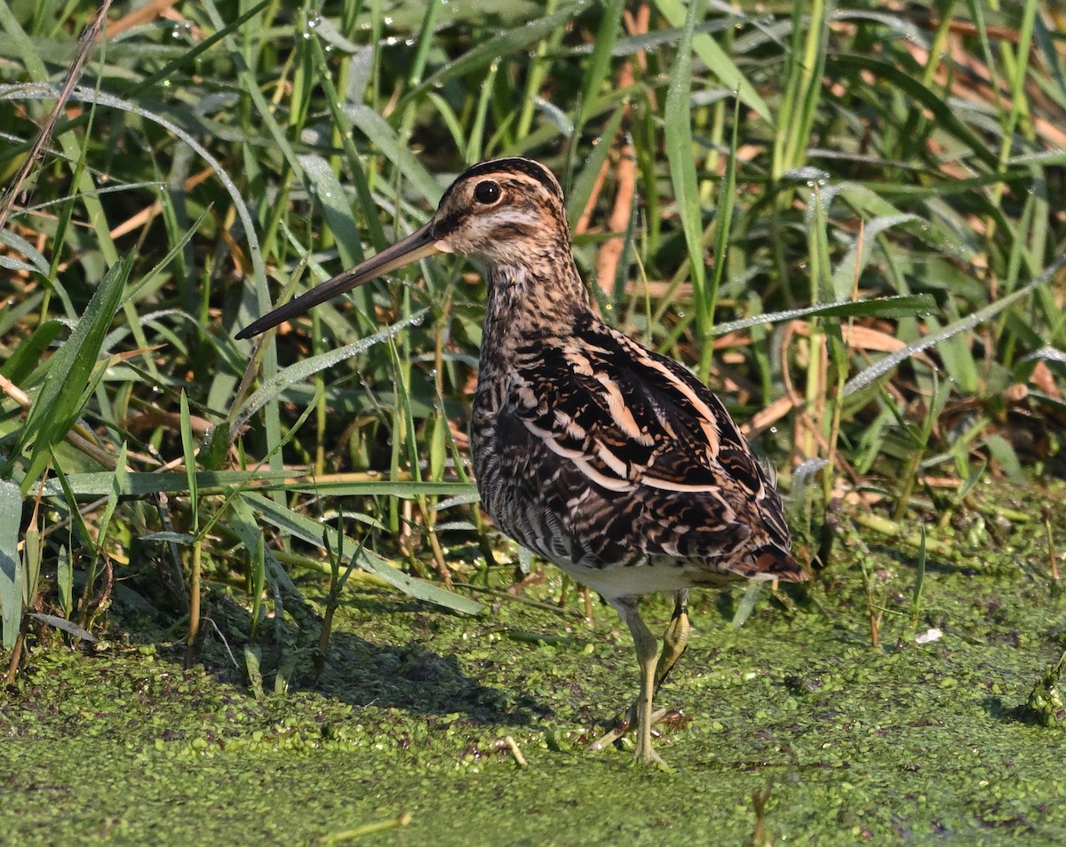 Common Snipe - ML615893577