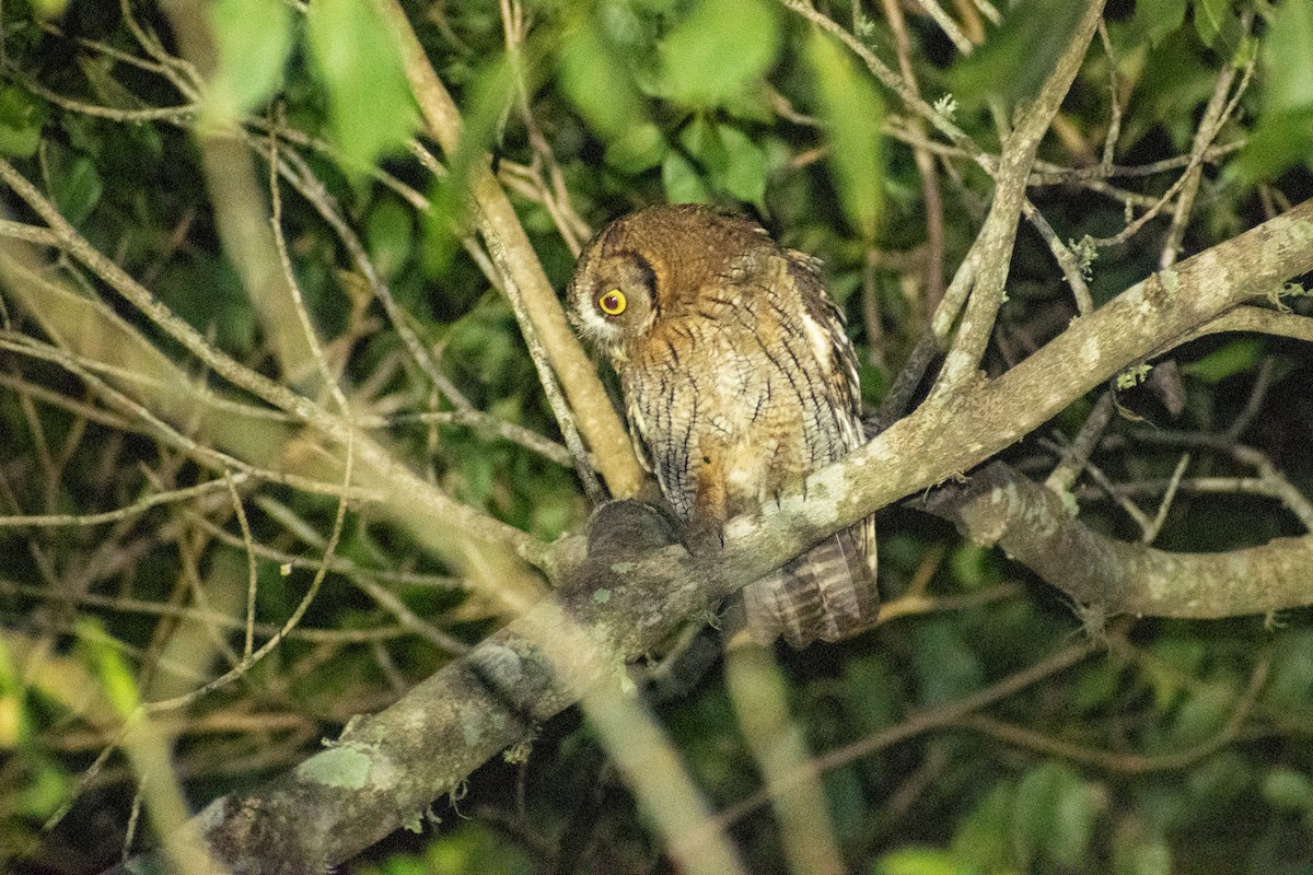 Tropical Screech-Owl - ML615893581