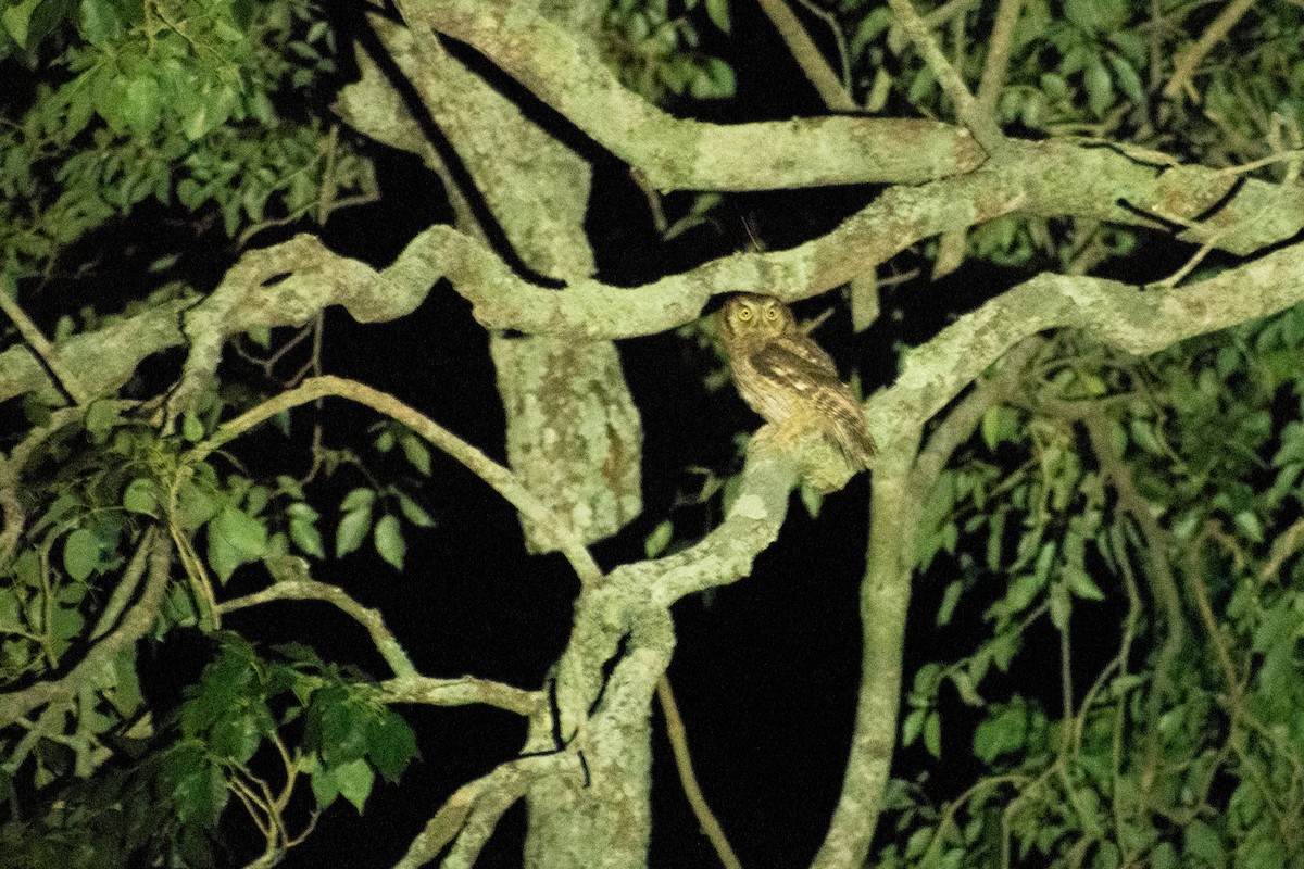 Tropical Screech-Owl - ML615893582