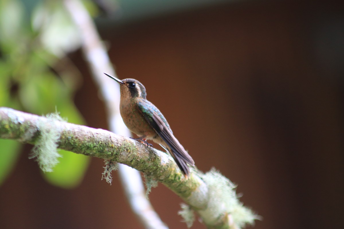 Speckled Hummingbird - ML615893618