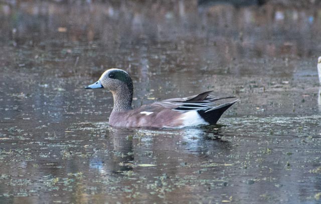 Canard d'Amérique - ML615893640