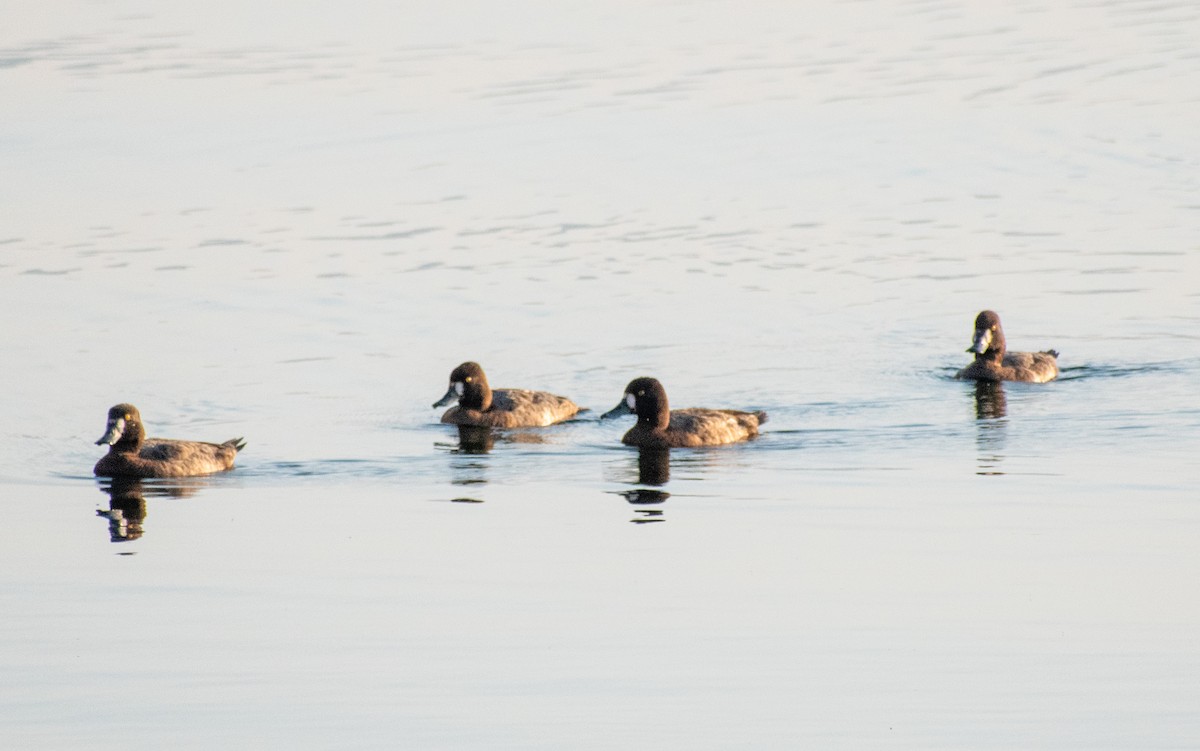 Lesser Scaup - ML615893650