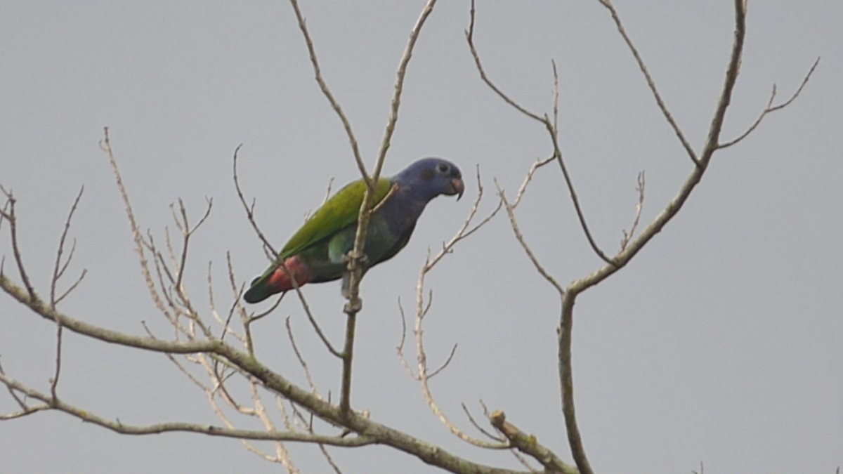 Blue-headed Parrot - ML615893678