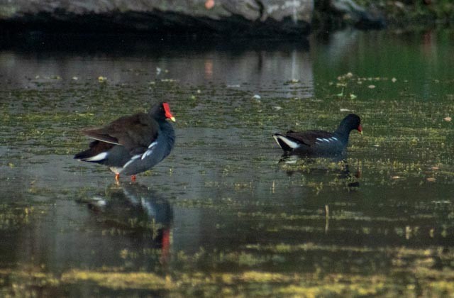 Common Gallinule - Mario Trejo