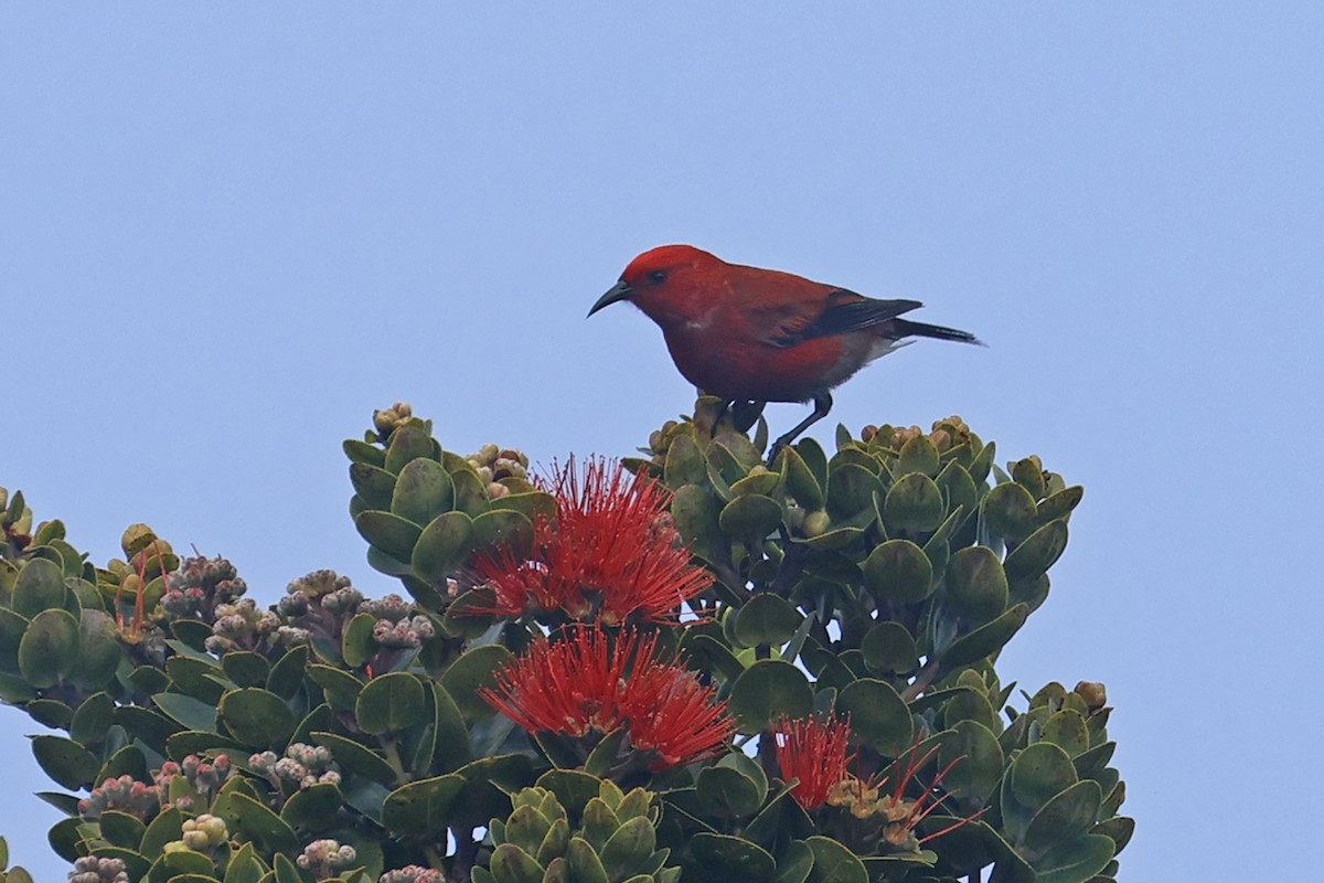 Apapanekleidervogel - ML615893686