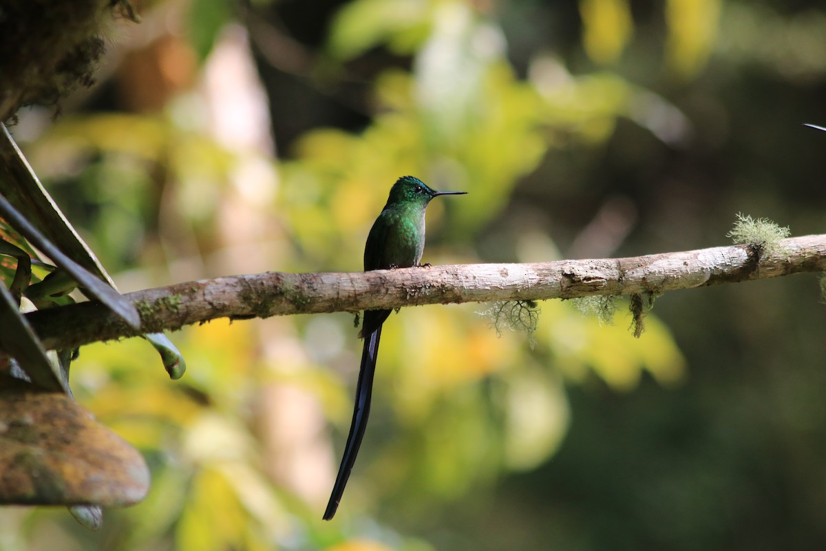 Long-tailed Sylph - ML615893691