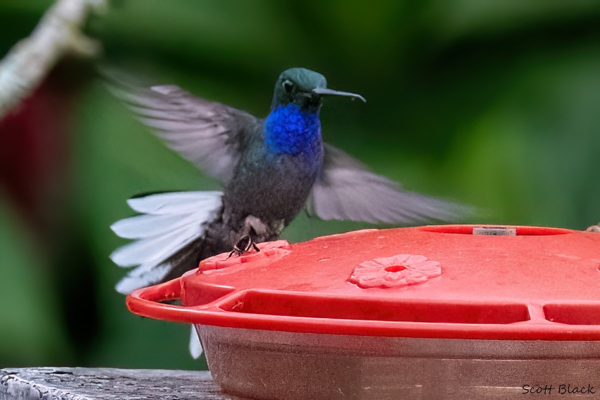 Colibrí de Bouguer Oriental - ML615893704