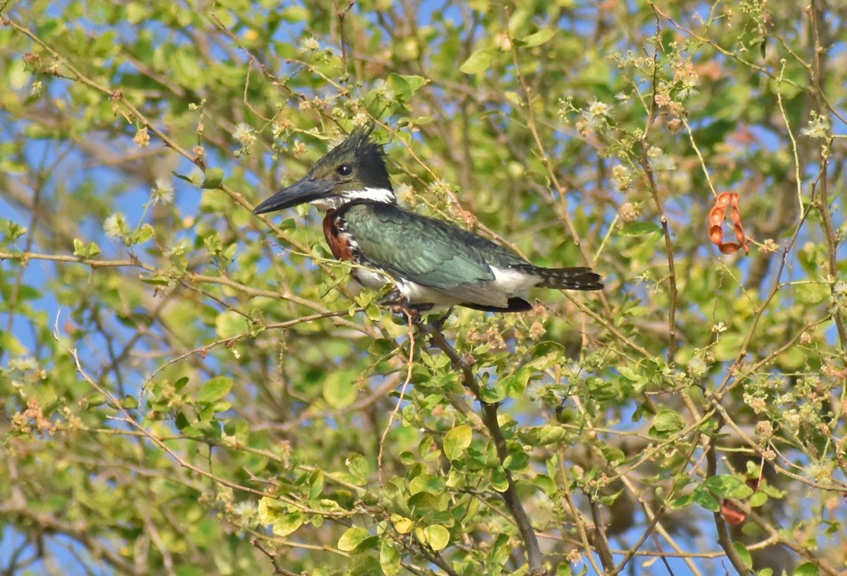 Martin-pêcheur d'Amazonie - ML615893744