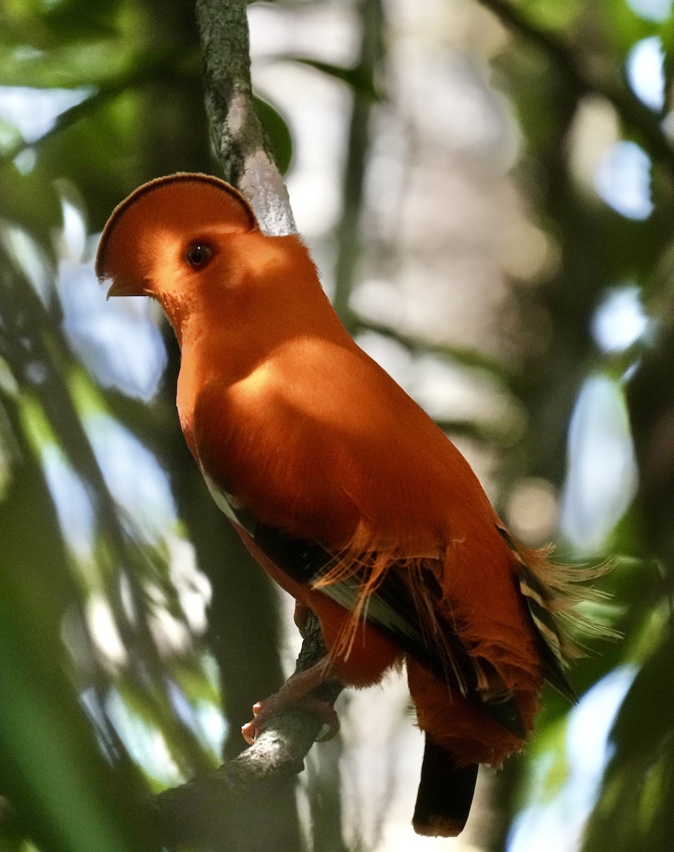 Guianan Cock-of-the-rock - ML615893783