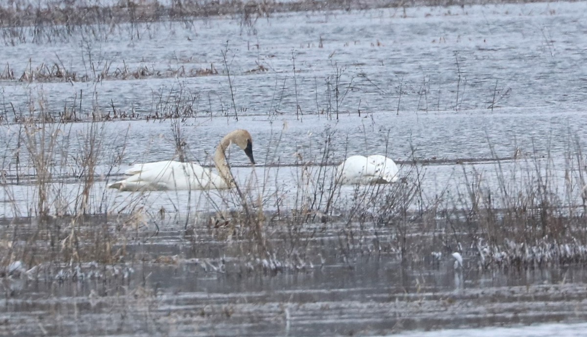 Cisne Trompetero - ML615893833