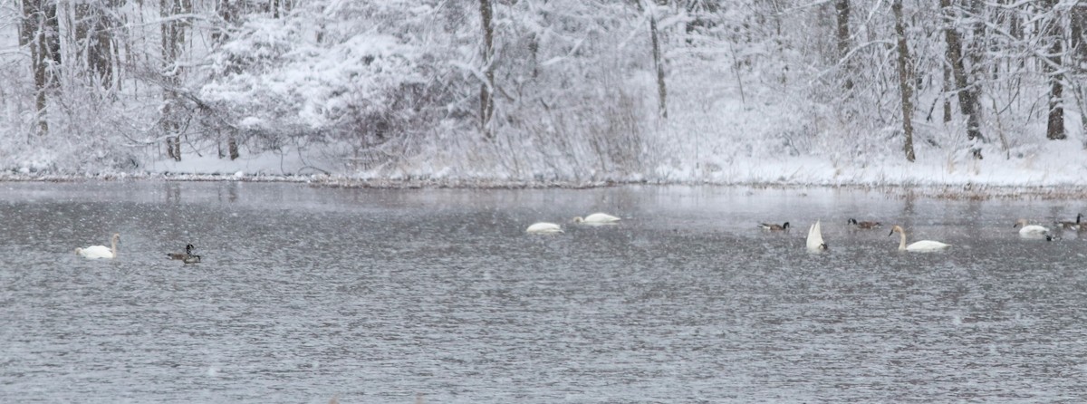 Cisne Trompetero - ML615893836