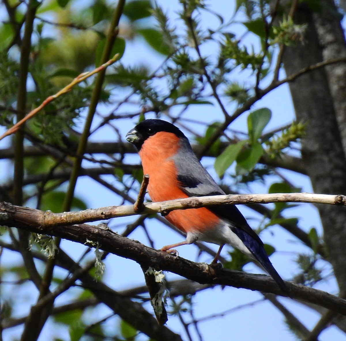 Eurasian Bullfinch - ML615893841