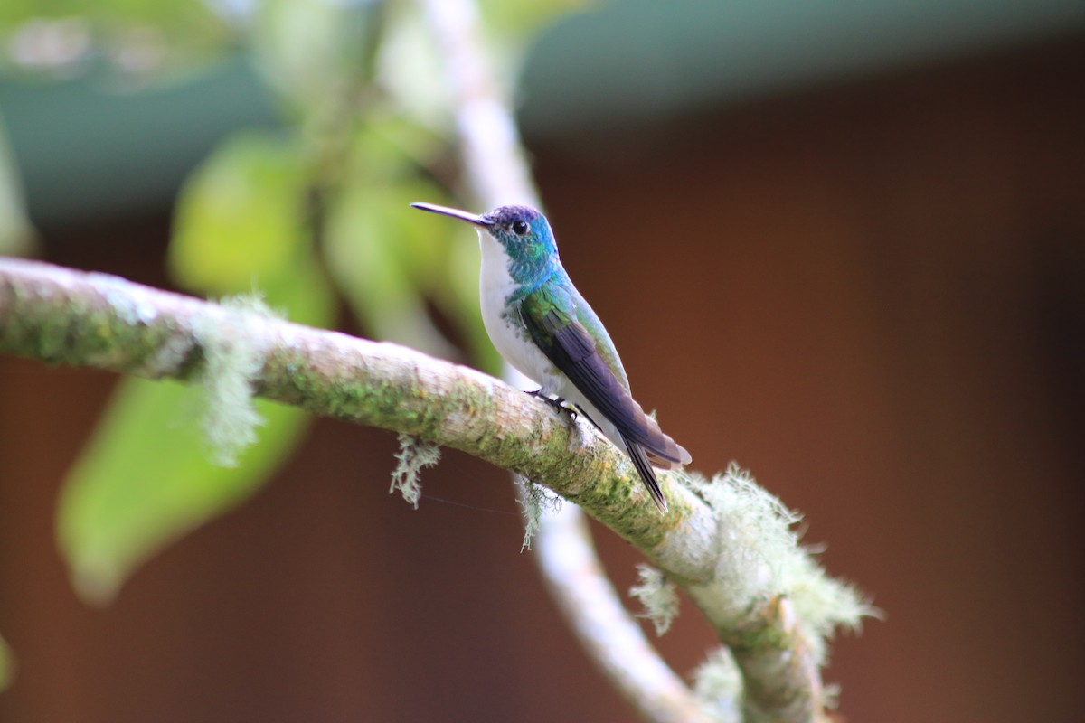 Andean Emerald - ML615893849