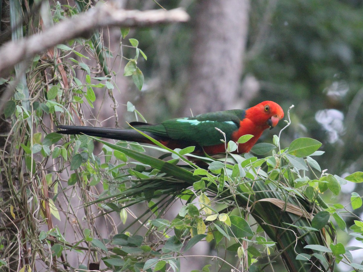 Australian King-Parrot - ML615893852
