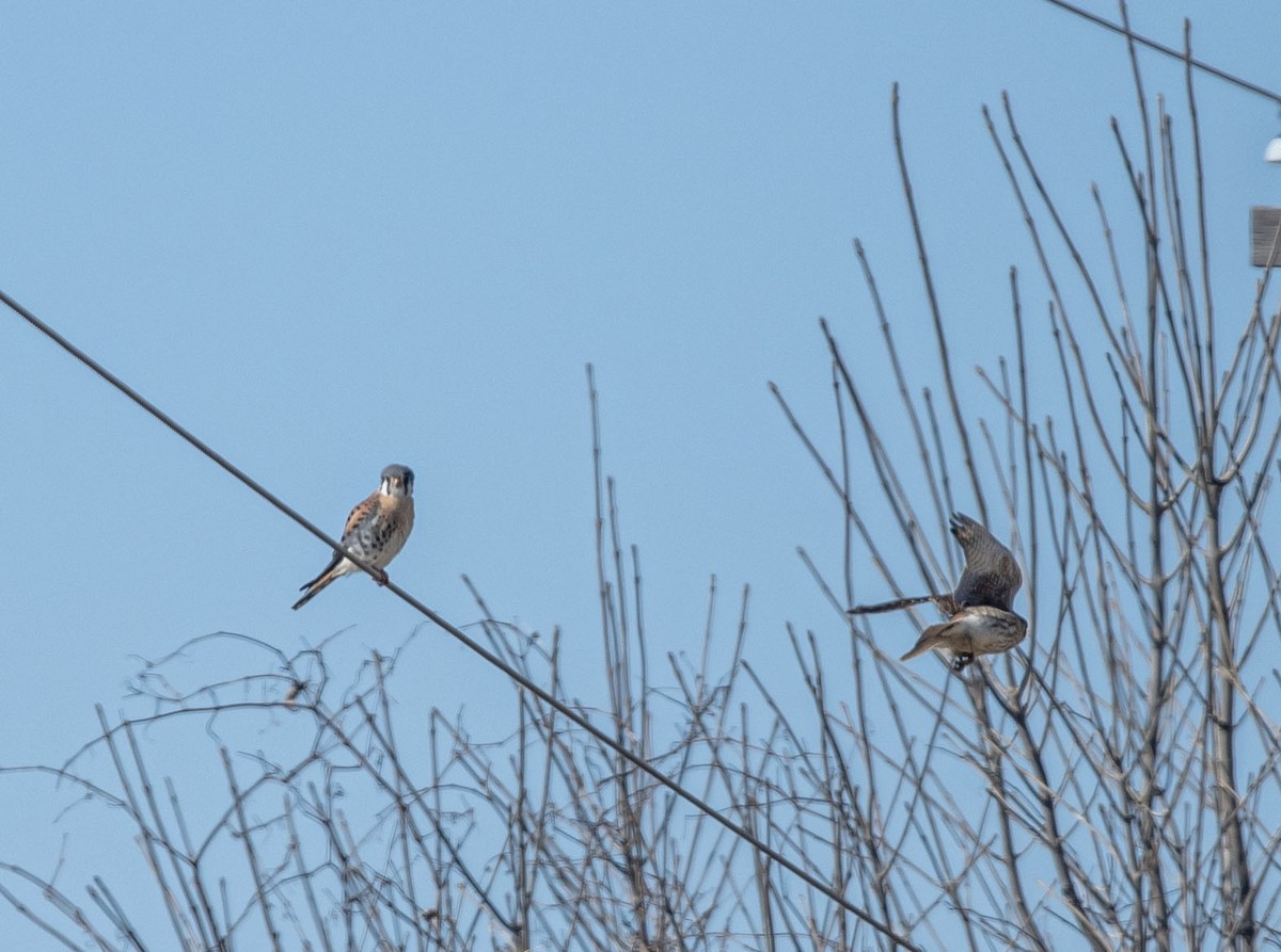 American Kestrel - ML615893859