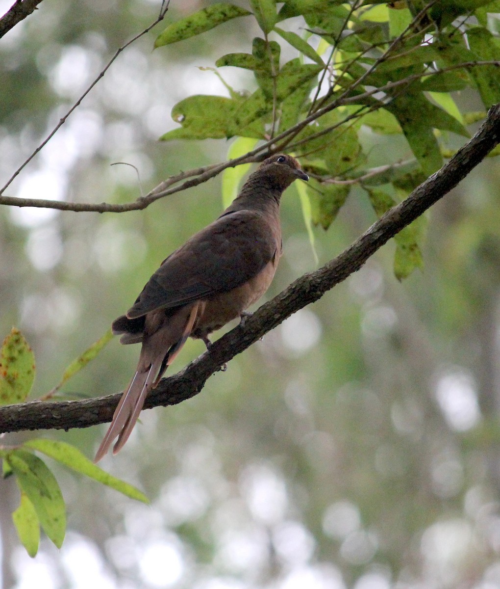 Brown Cuckoo-Dove - ML615893872