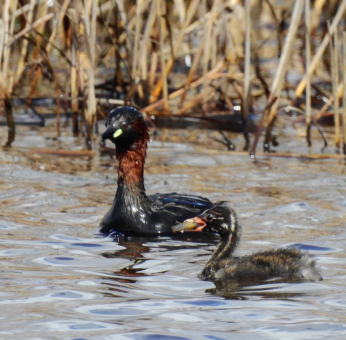 Little Grebe - Hélio Batista