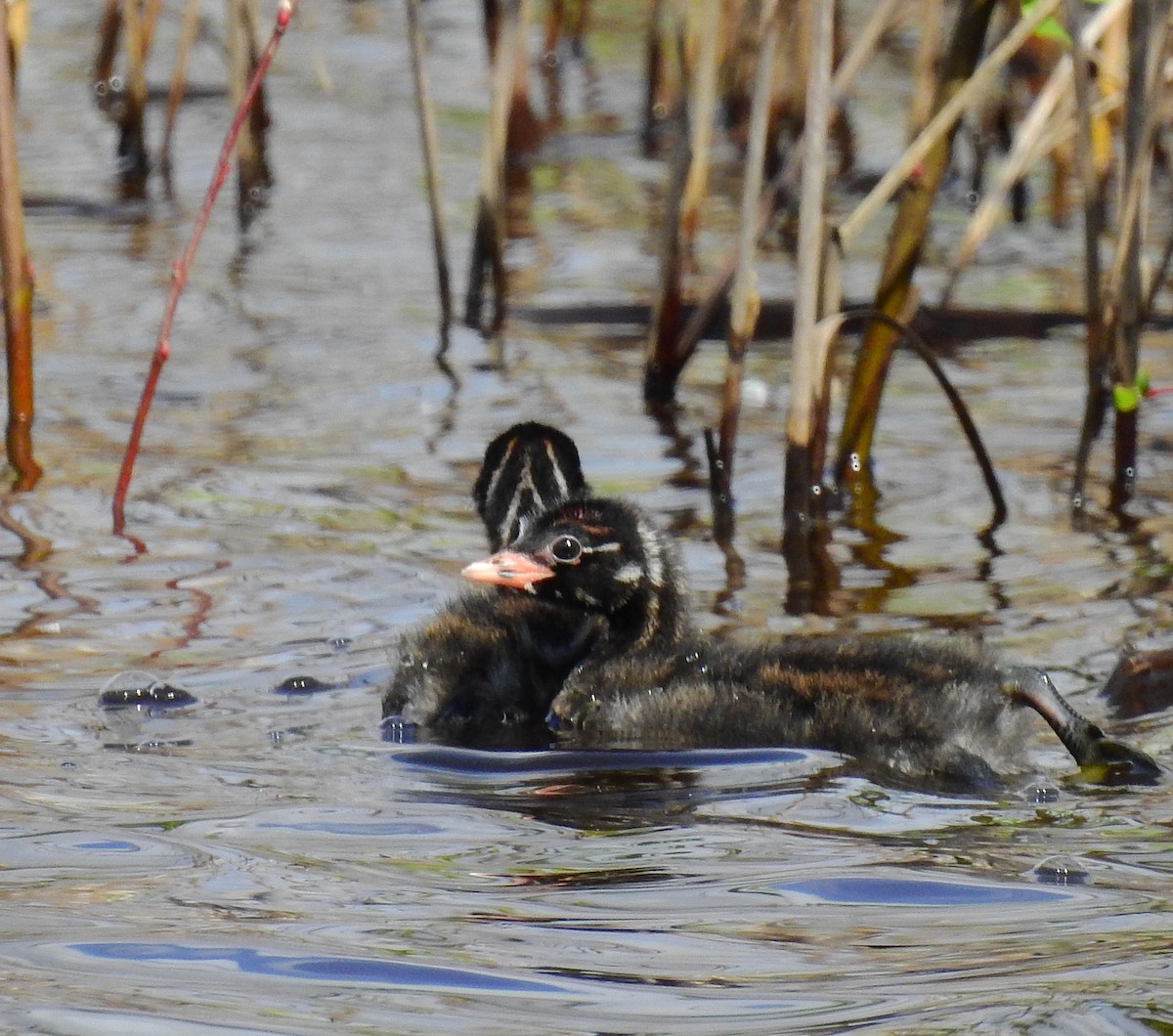 Little Grebe - ML615893894