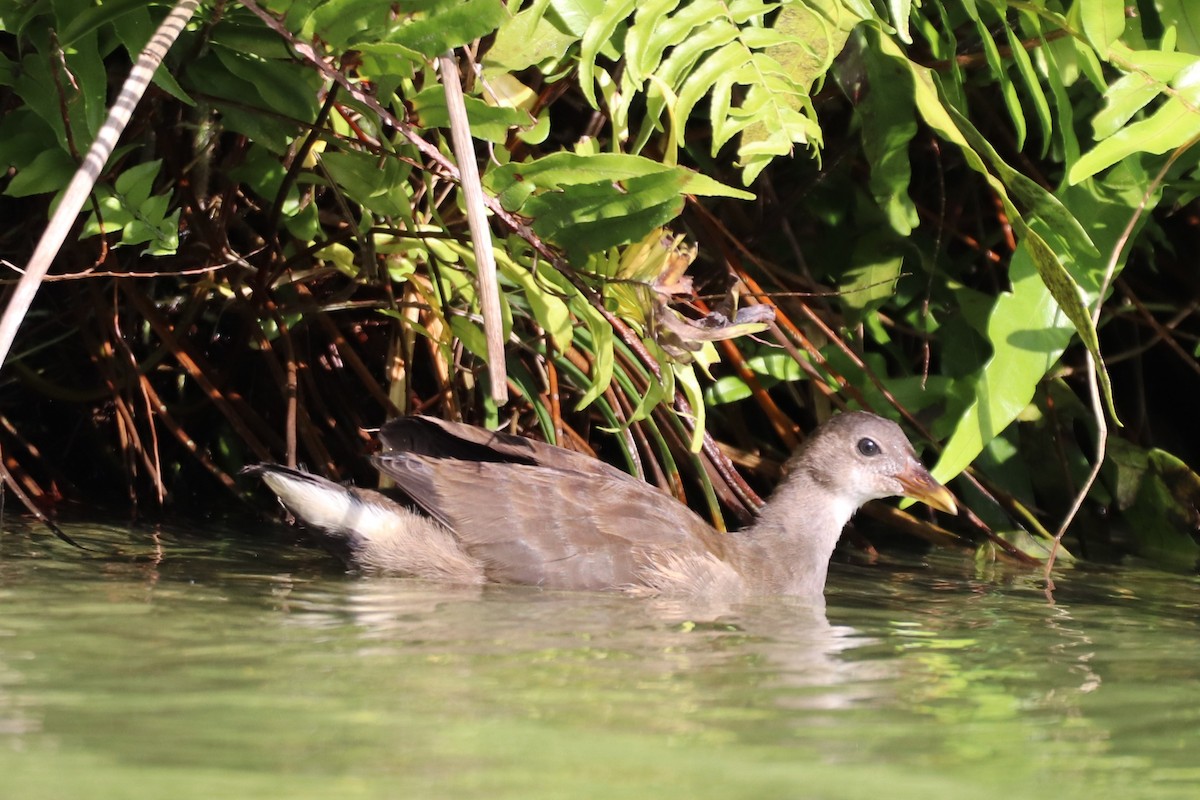 Eurasian Moorhen - ML615893897