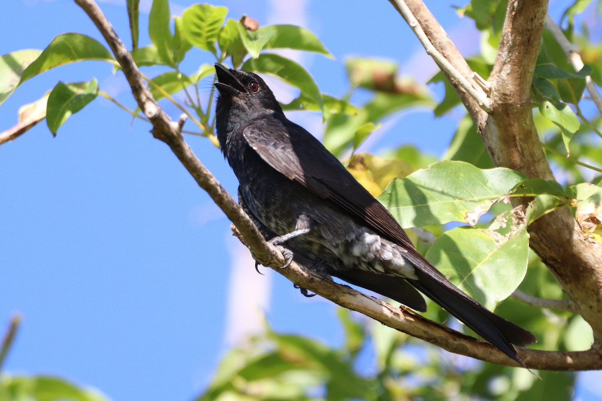 Black Drongo - Martin Kastner