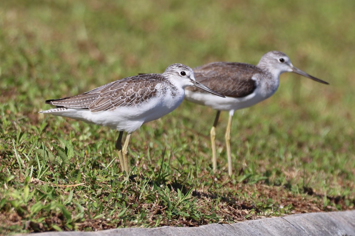 Common Greenshank - ML615893915