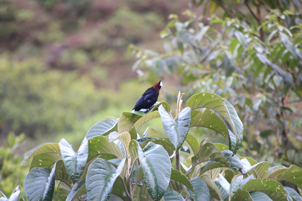 White-capped Tanager - ML615893923