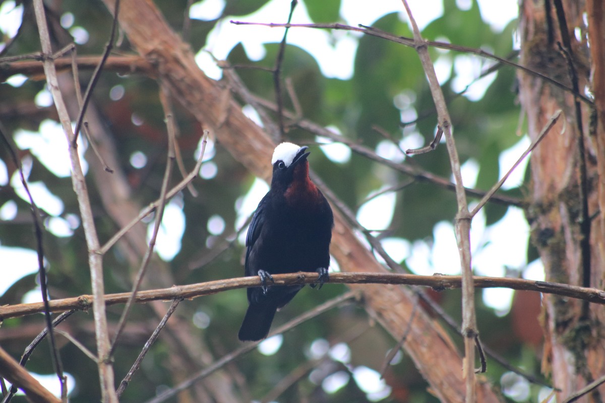 White-capped Tanager - ML615893924